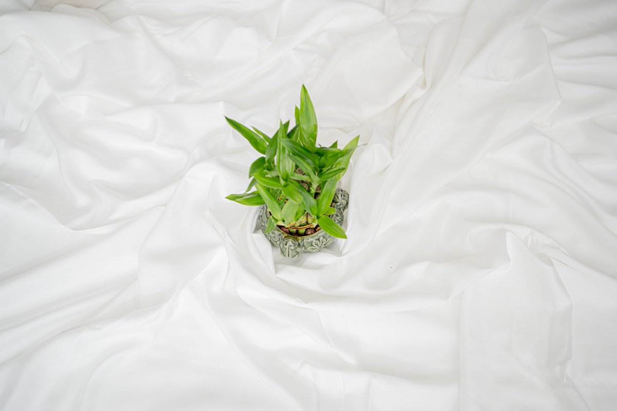 everpillow's tweet photo. 100% Bamboo luxury sheets. Cooling, durable, smooth and extremely comfortable. 
.
.
#BambooSheets #LuxurySheets #Sheets #BestSheetsEver #ColoradoCompany #SocialEnterprise #Bamboo #SocEnt https://t.co/h2dIWSCej4