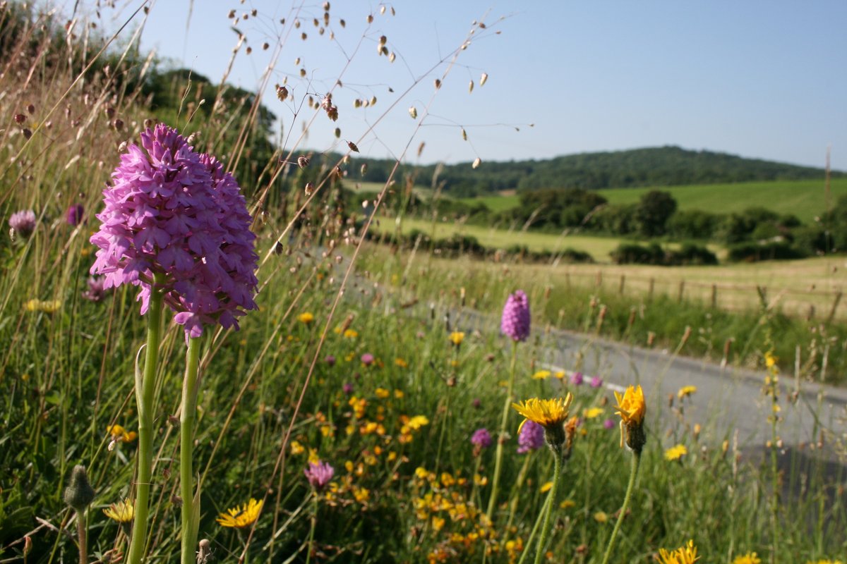 Love_plants's tweet photo. Excellent explanation of the benefits of #LessAndLater mowing of #RoadVerges by @DrTrevorDines on @BBCRadio4
https://t.co/396N1THzV0
Plantlife's campaign to save & protect wild flowers & wildlife on verges needs your support so pls donate if you able https://t.co/KPLdahANsv https://t.co/stugVRq48o