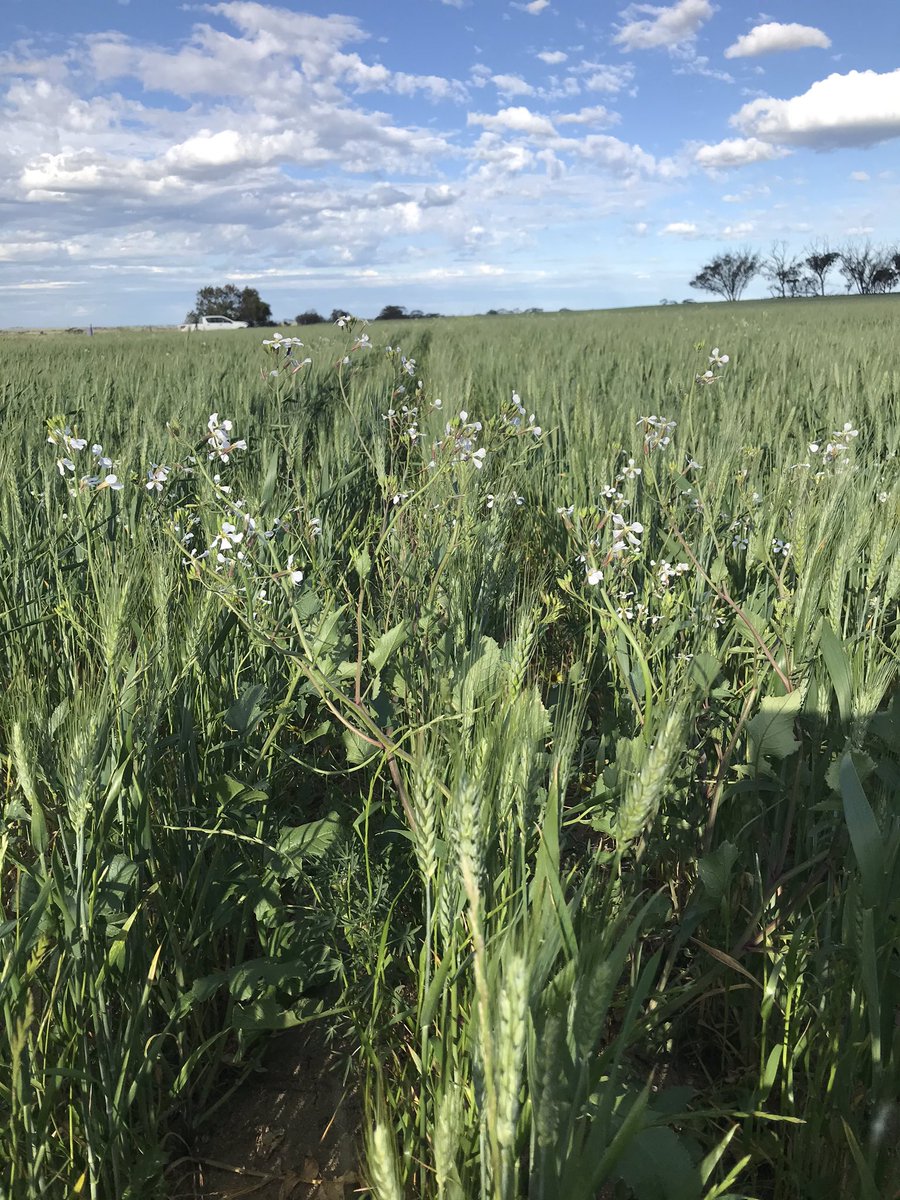 Mick Girando tweet media