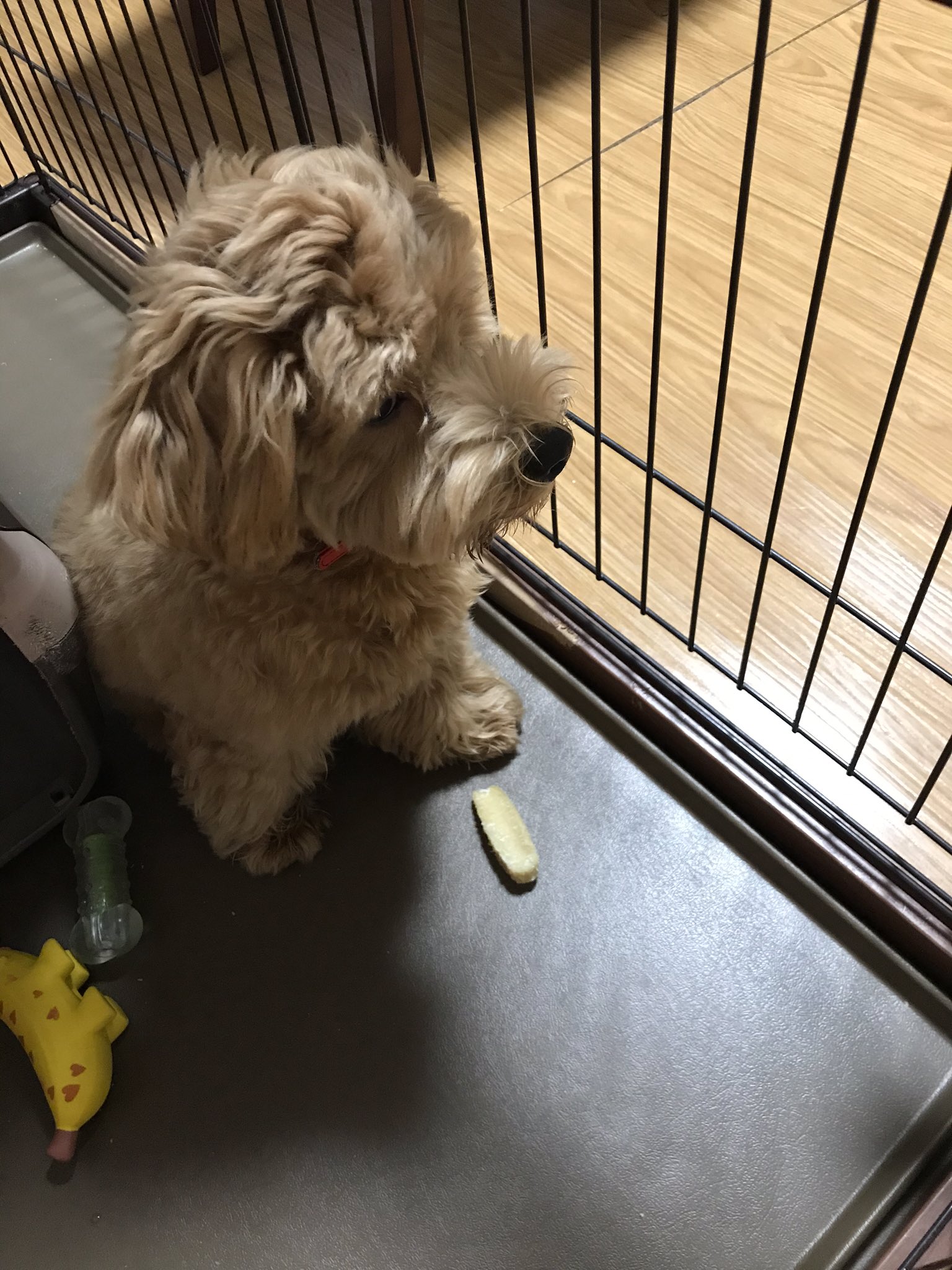 犬映画 Twitter Search Twitter