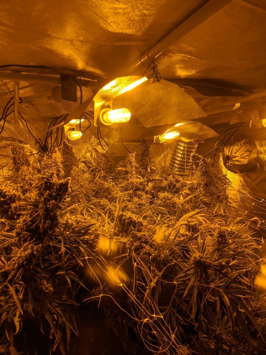 LancsPolice's tweet photo. Yesterday we discovered a large cannabis factory worth between an estimated £3-4m at an industrial unit on the Squires Gate Industrial Estate, Blackpool. Inside, officers discovered over 30 tents containing over 500 cannabis plants. 3 people were arrested. https://t.co/sjSyXy4ZAy https://t.co/lAsyxLxOnk