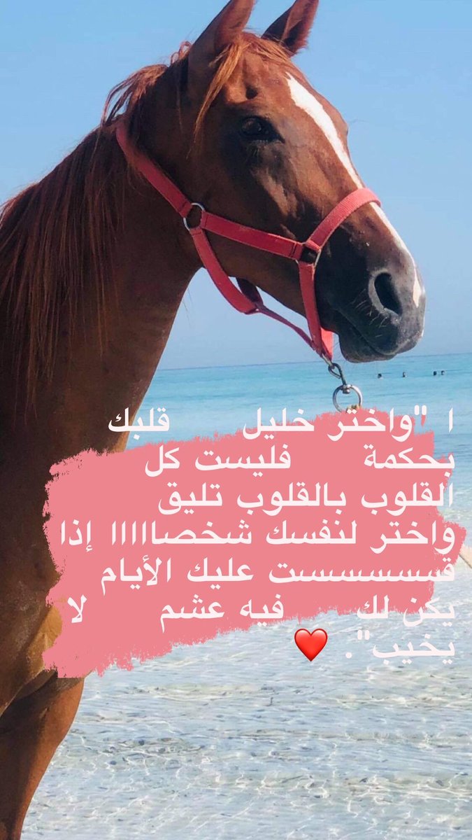 #الخيل_وعشقها💚💙