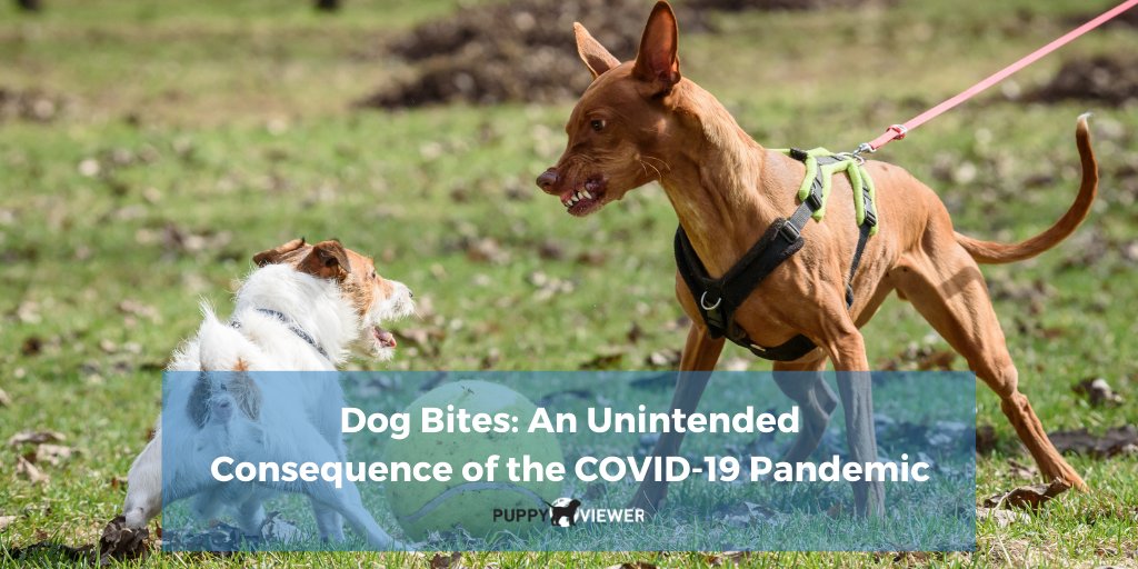 PuppyViewer's tweet photo. #Veterinary professionals have seen an increase in the number of #dogbites requiring extensive trauma care amid the #COVID19 #pandemic – what you need to know and how you can keep your pets safe: https://t.co/HBEJEZx920 https://t.co/t4Qr7rlOmp