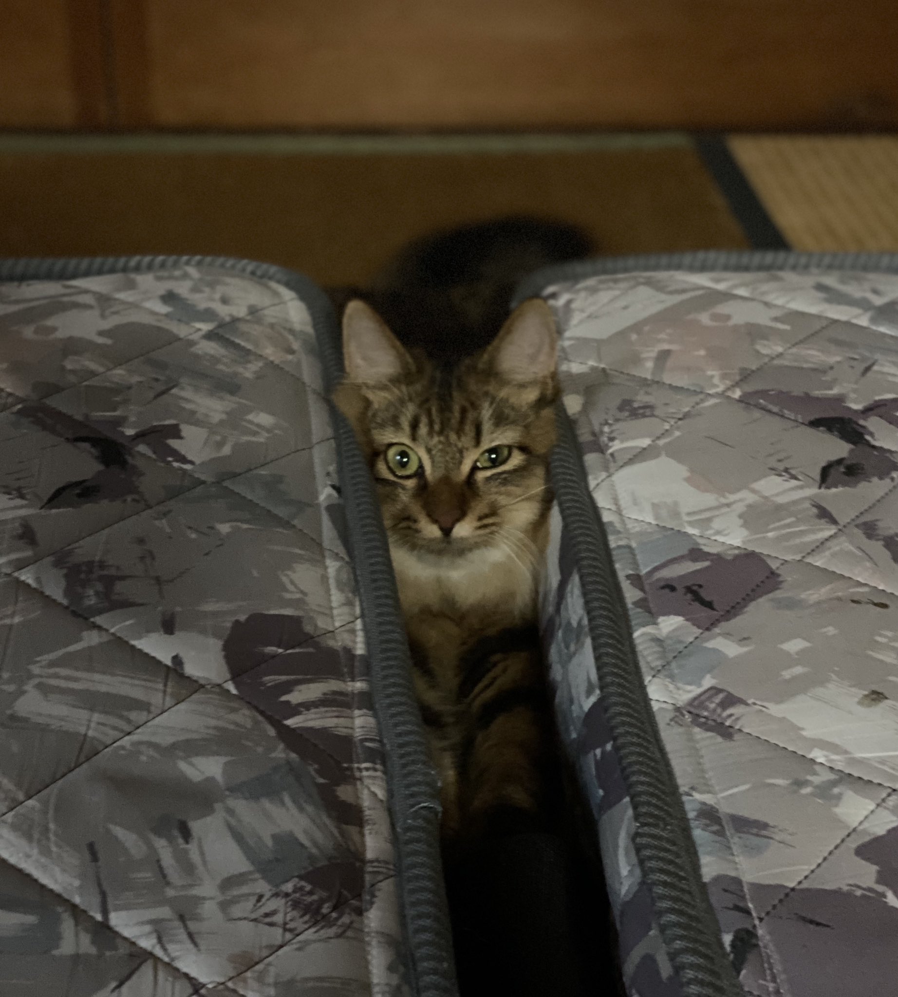 笑える猫 Twitter Search Twitter