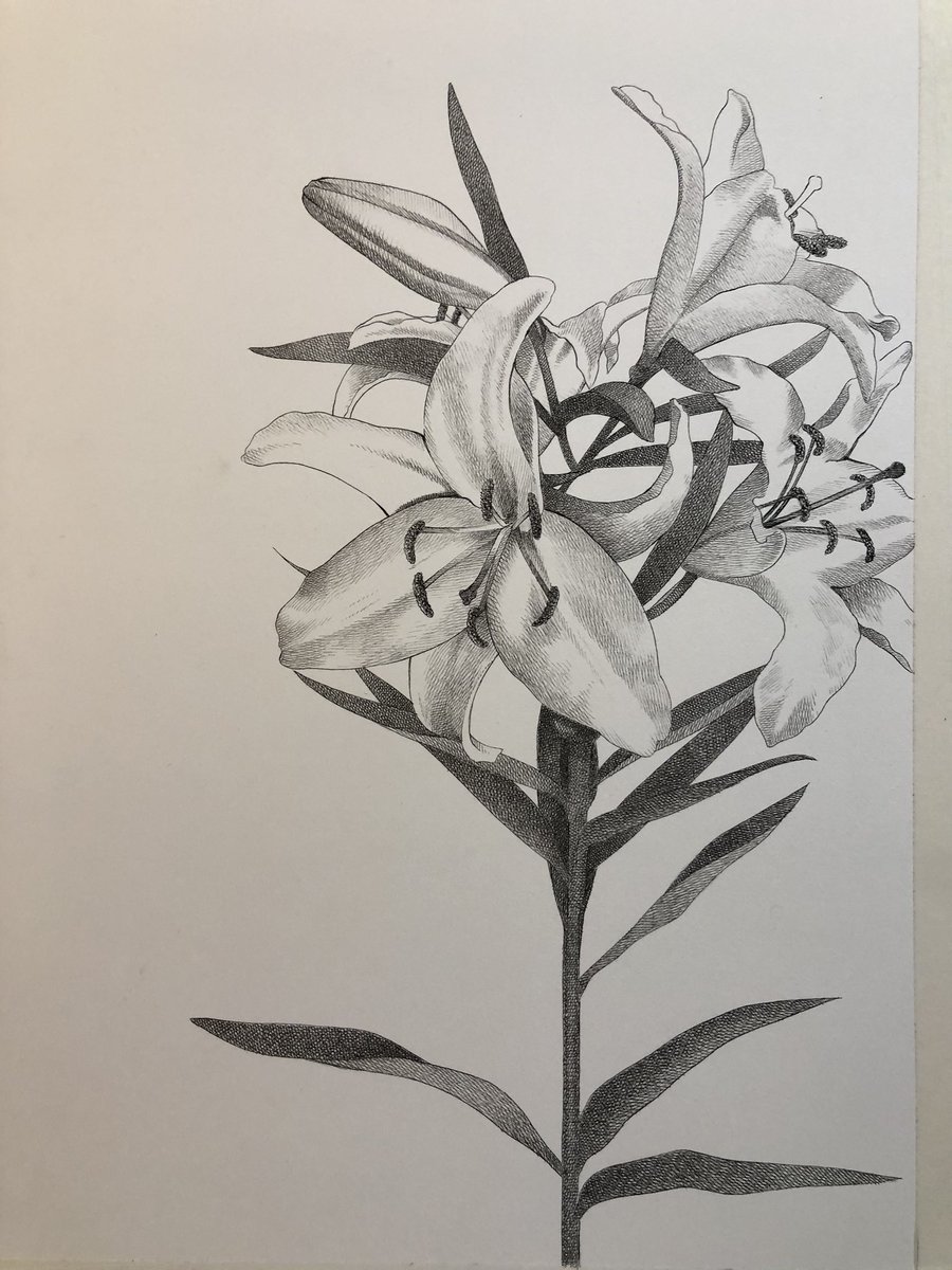 きたがわ翔 Twitterren 数日前資料用に買って飾っていた百合が丁度枯れてしまった今日絵が完成 百合にはどんな女の子合わせようかな