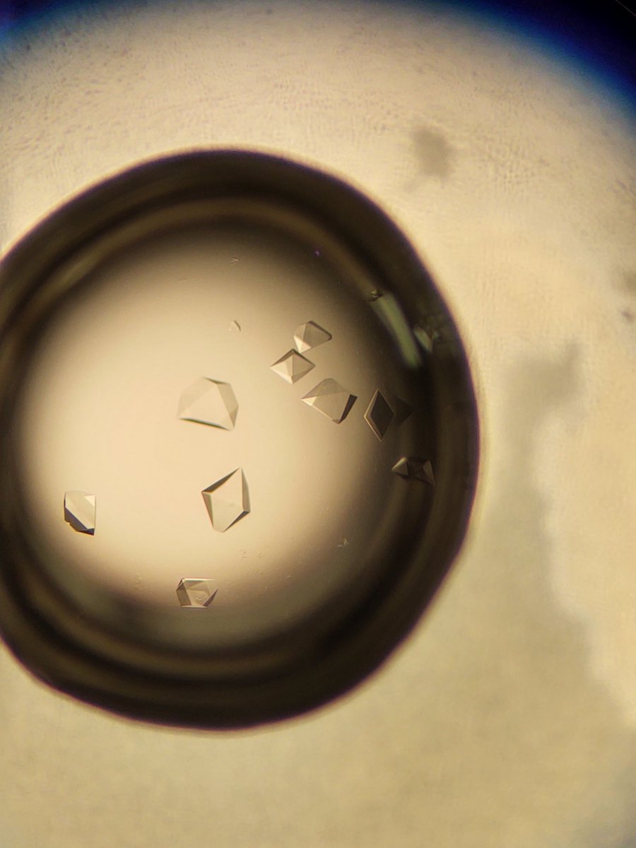 ChrisRadka's tweet photo. That moment when you've optimized the initial hit in your screen. 💪🏼💎👨🏽🔬🔬#crystallography #newprotein #newproject #newpaper #newstructure https://t.co/VYMflM3VGV