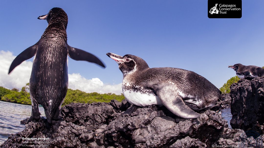 How can we help the galapagos penguin