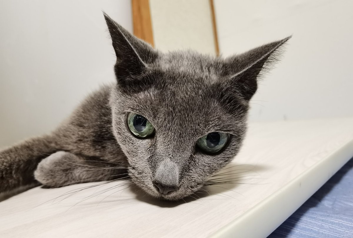 roidon4's tweet image. 流石の解像感だけど
コントラスト強め？彩度弱め？なのか
黒がちょっとキツイ気がする🤔

生活感溢れる写真ですみません🙇‍♂️

#P40Pro P40Pro