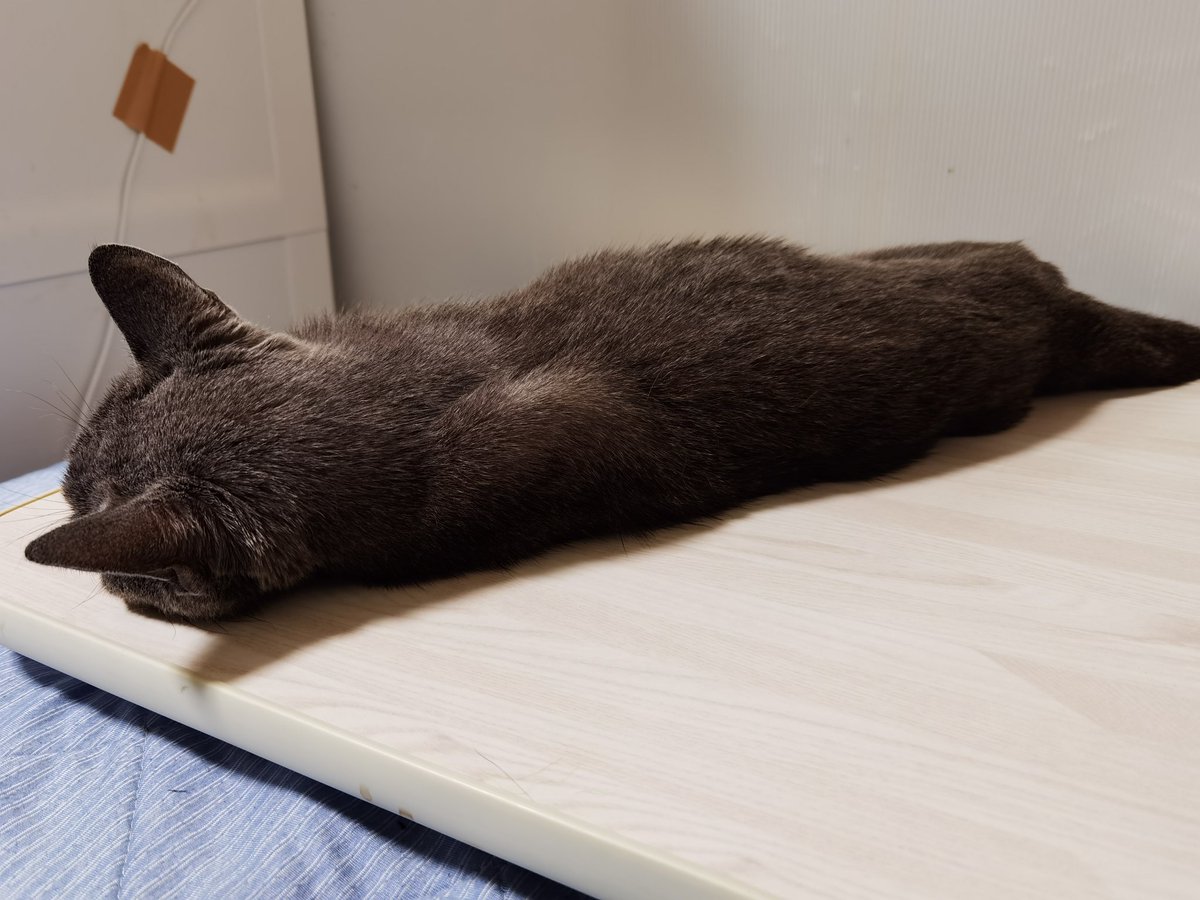 roidon4's tweet image. 流石の解像感だけど
コントラスト強め？彩度弱め？なのか
黒がちょっとキツイ気がする🤔

生活感溢れる写真ですみません🙇‍♂️

#P40Pro P40Pro