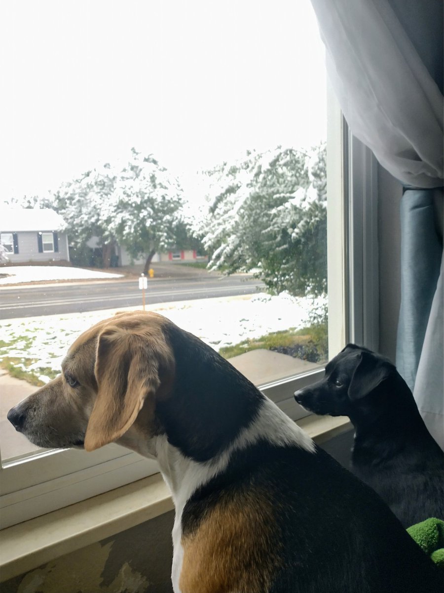 Cooper and Marvin survey the #SeptemberSnow and decide that staying inside is a good plan.
#dogs #dogsoftwitter #SummerSnow #beagle #chiweenie #Dog #Colorado #coloradoweather #Denver