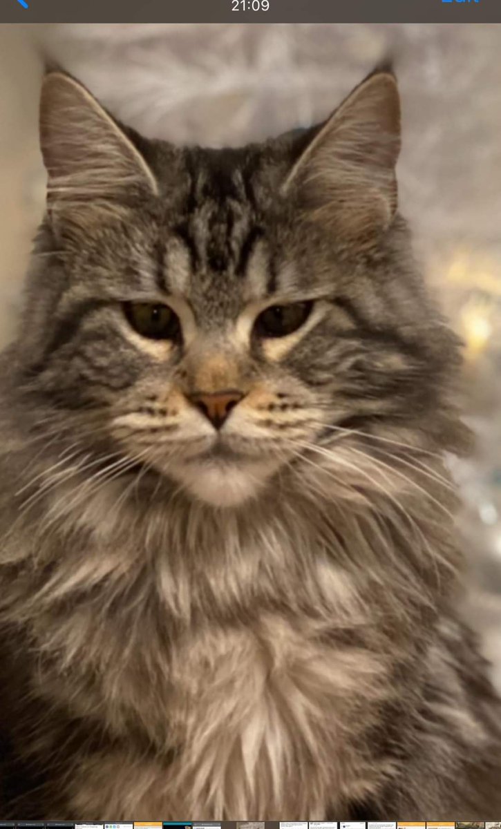 AlanDaffern's tweet photo. Bonnie has been #Missing for 11 weeks from #Trelogan #PenYFfordd  #GlenYrAfon #Llanasa #Flintshire #NorthWales. Her family only moved to the area in March, so she could be trying to make her way back to #Dyserth #Denbighshire 

https://t.co/6DRQgzpRgB

#lostcat #missingcatwales https://t.co/6zhXyD09aW