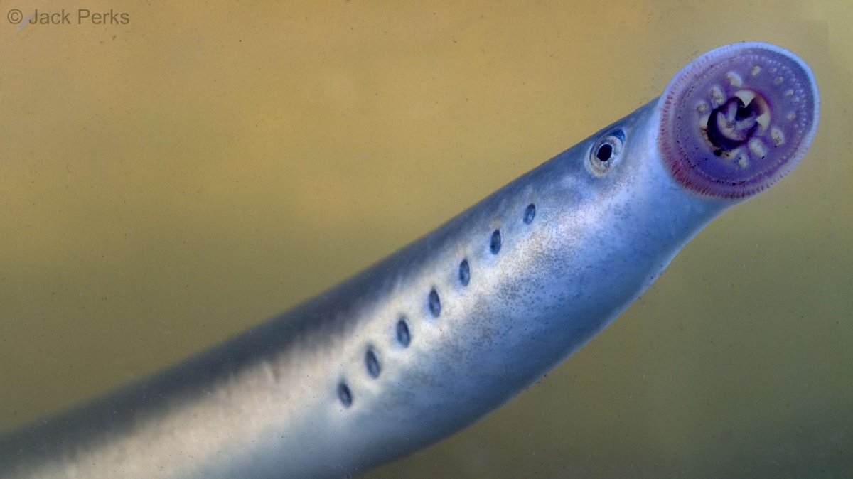 New Paper Accepted! The latest from my PhD work on #fishpassage - assessing river connectivity restoration tools for upstream migrating river lamprey. Look out for it being published soon! #fishsci #phdchat @DurBiol @DurUni_Aqua_Lab  

📸 @JackPerksPhoto