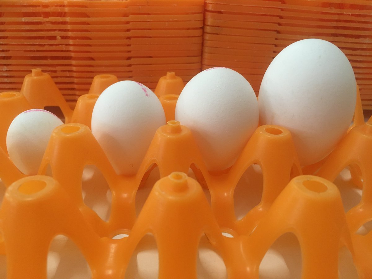Kippen leggen eieren in alle soorten en maten. Het rechtse ei is een dubbeldooier en het linkse ei heeft waarschijnlijk geen dooier.