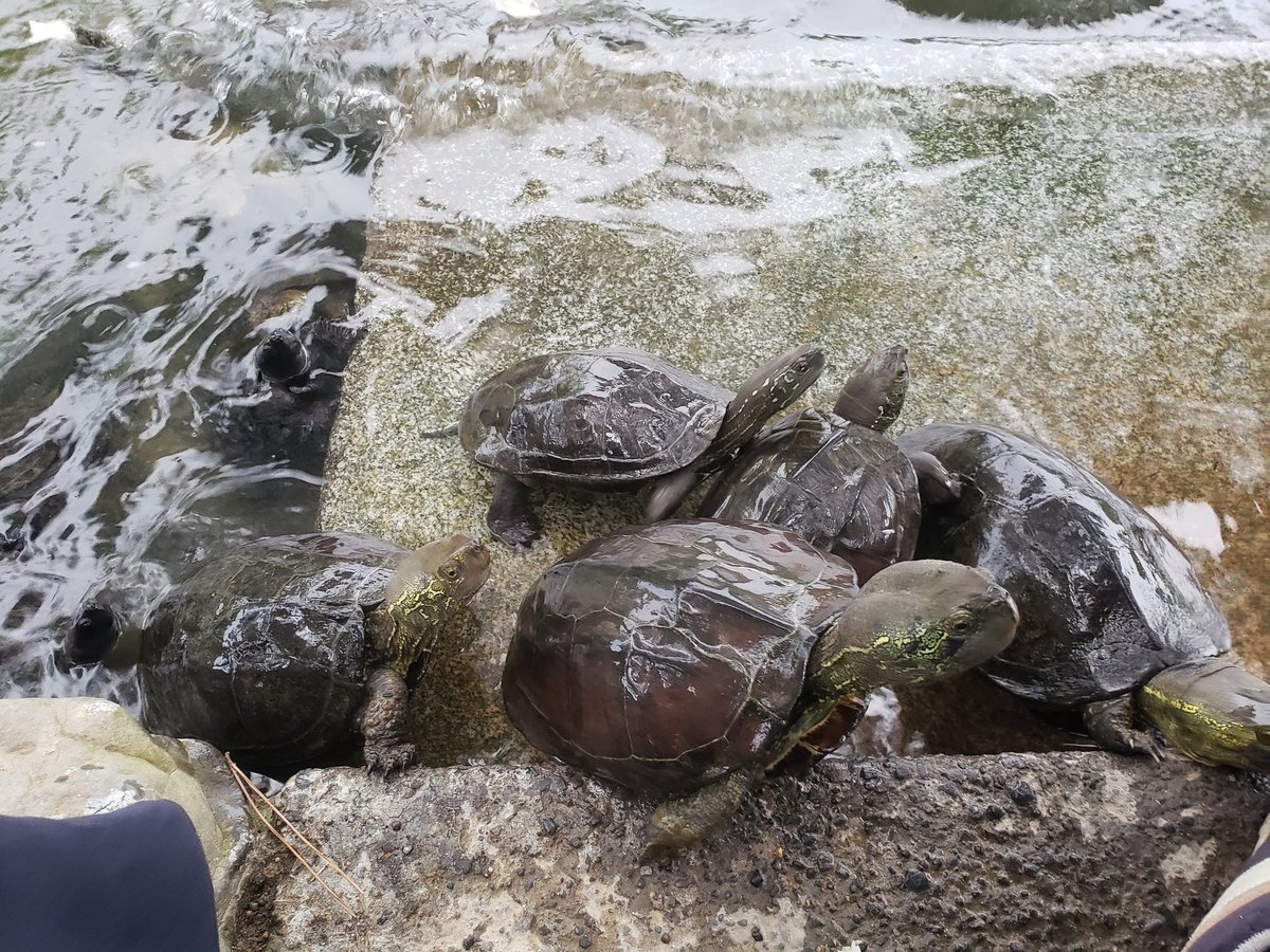栗林公園内 花園亭 大変です 栗林公園の亀が飢えております エサを求めて 超積極的に近づいてきます エサをもらおうと限界まで首を伸ばしてみる亀 後から後からどんどん陸に登ってくる亀 陸だけじゃ飽き足らず スニーカーにまで登ってくる亀と