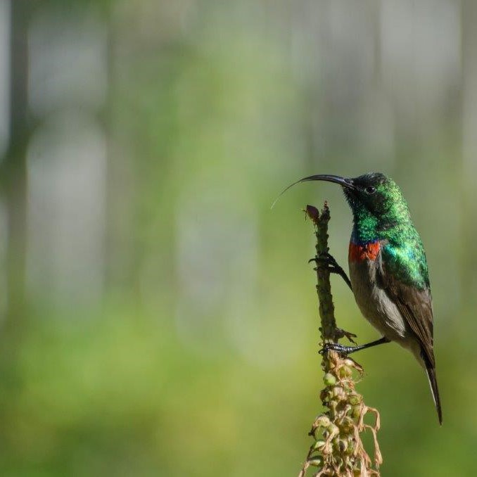 BushmansKloof's tweet image. This colourful hummingbird took a moment to pause and preen before flitting through the flowers