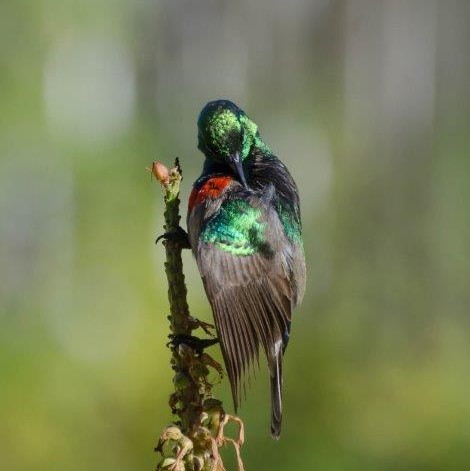 BushmansKloof's tweet image. This colourful hummingbird took a moment to pause and preen before flitting through the flowers