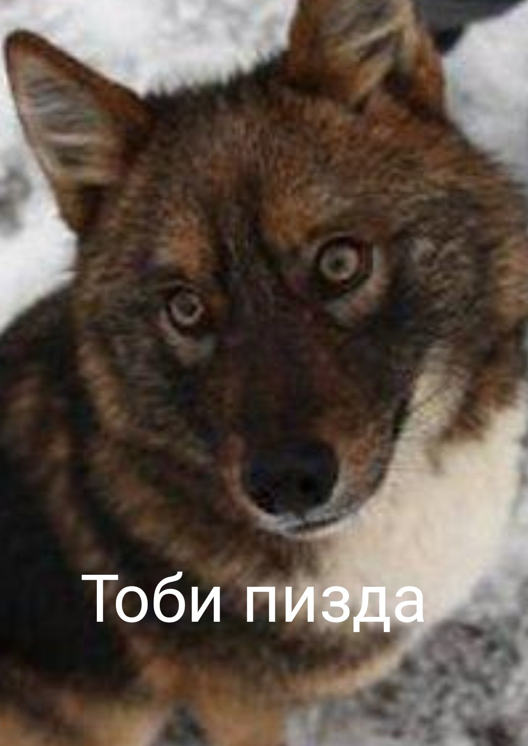 Шакал лайка