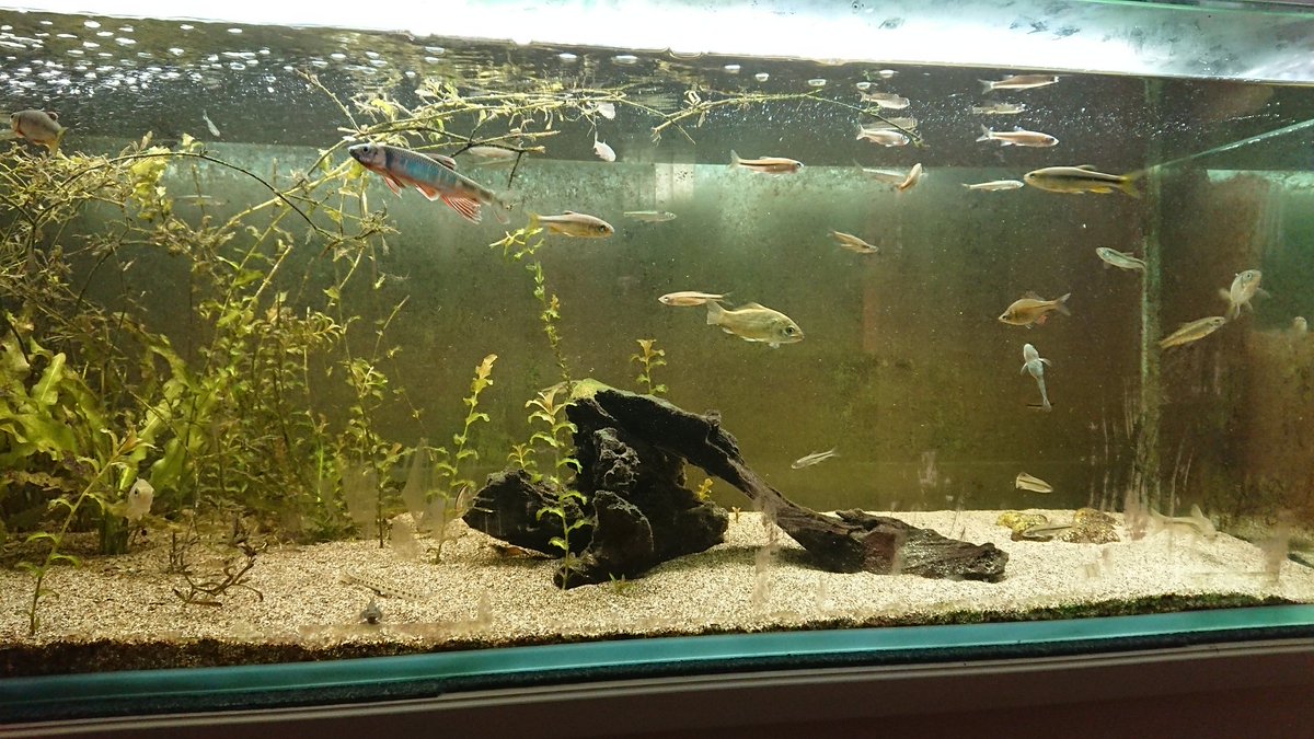 ガサガサ淡水魚部 川湖沼池水路の魚 60cm水槽にいたちびカワムツとちびオイカワを急遽1cm水槽に水合わせして移動 ちょっと大きくなってから元気がなくなってたんよね 渓流魚だけ 夏のせいか 水流のせいか 一旦1に移して様子見る お陰で