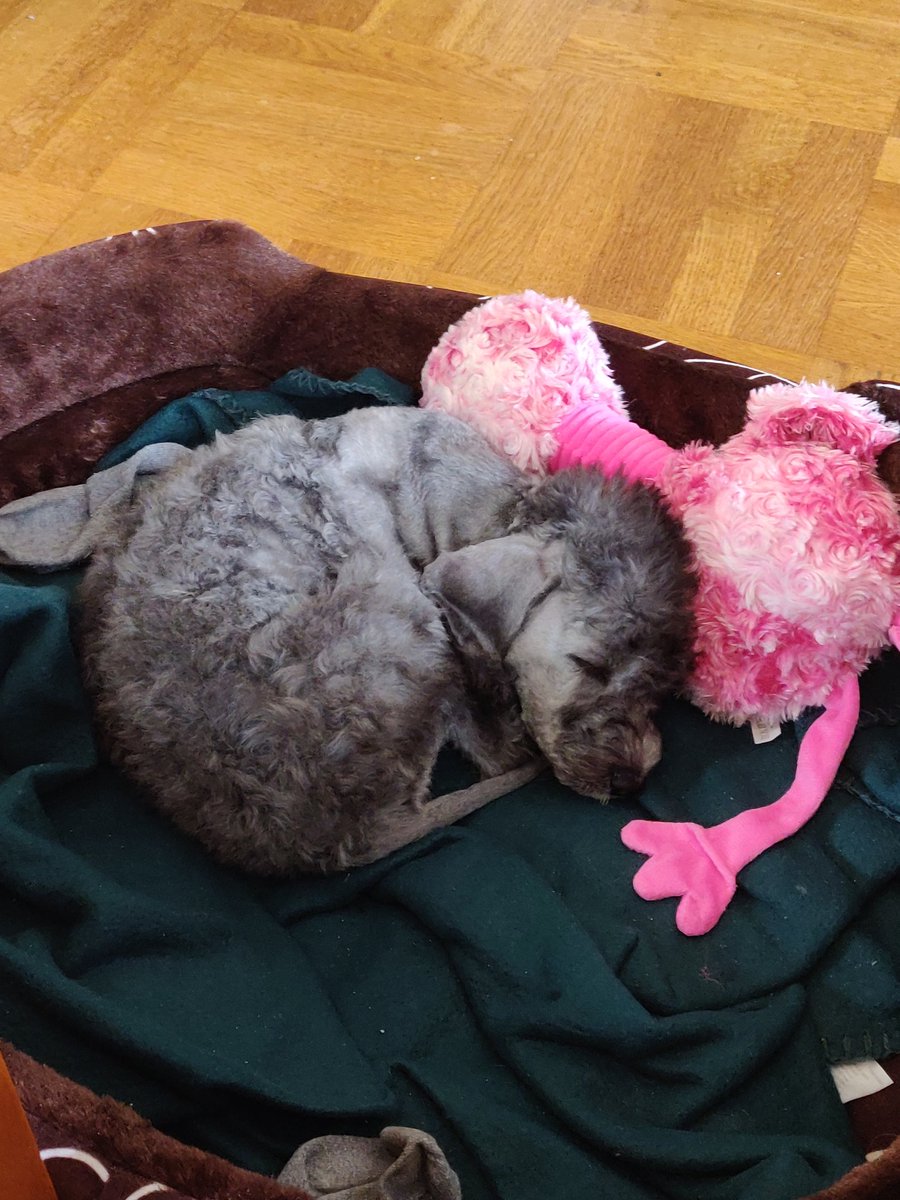 This is Asta. I would die for her.

#dogsoftwitter #bedlingtonterrier #puppy
