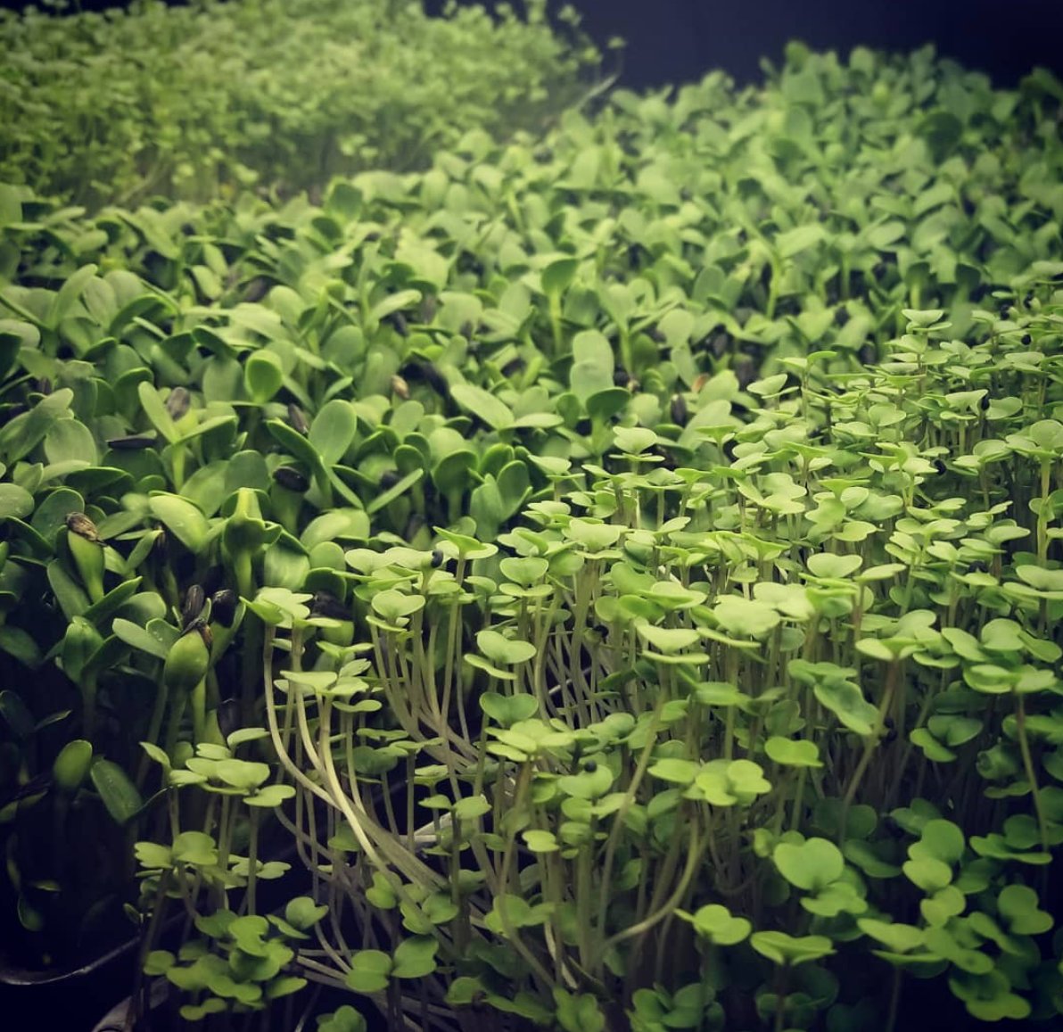 Farmoveryonder's tweet photo. We are growing for the #Bedminster #farmersmarket on #September 19th- the perfect time to sample our #variety of #microgreens!
.
#Health #fitness #nutrition #greens #eatlocal #nj #eatyourveggies #eatyourgreens #mix #snack #inspo #salad #smoothie #garnish #farmtochef https://t.co/mYRwpNzUag