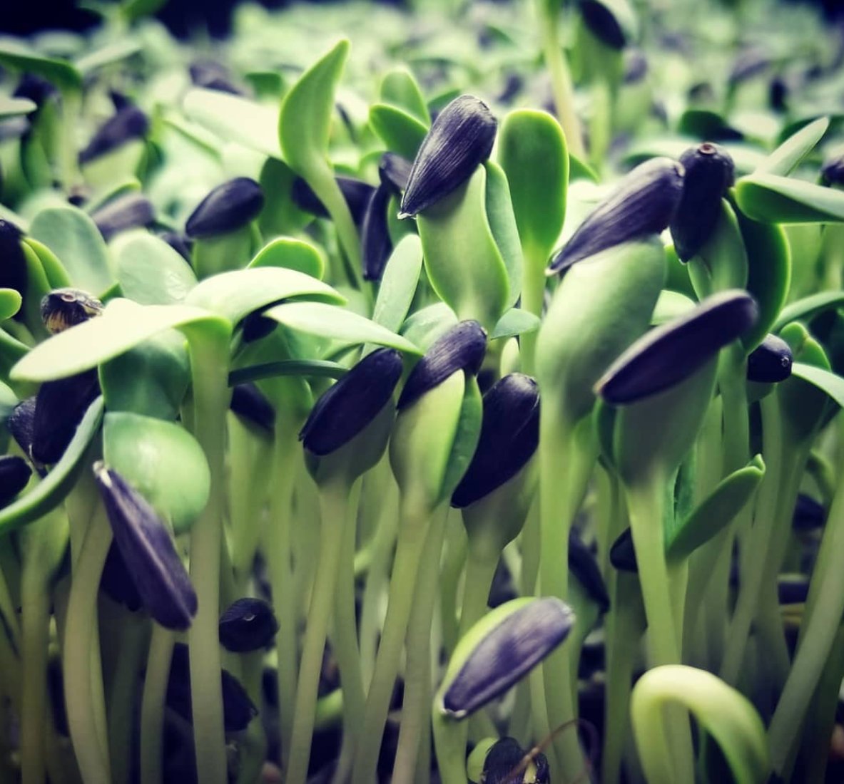 Farmoveryonder's tweet photo. We are growing for the #Bedminster #farmersmarket on #September 19th- the perfect time to sample our #variety of #microgreens!
.
#Health #fitness #nutrition #greens #eatlocal #nj #eatyourveggies #eatyourgreens #mix #snack #inspo #salad #smoothie #garnish #farmtochef https://t.co/mYRwpNzUag