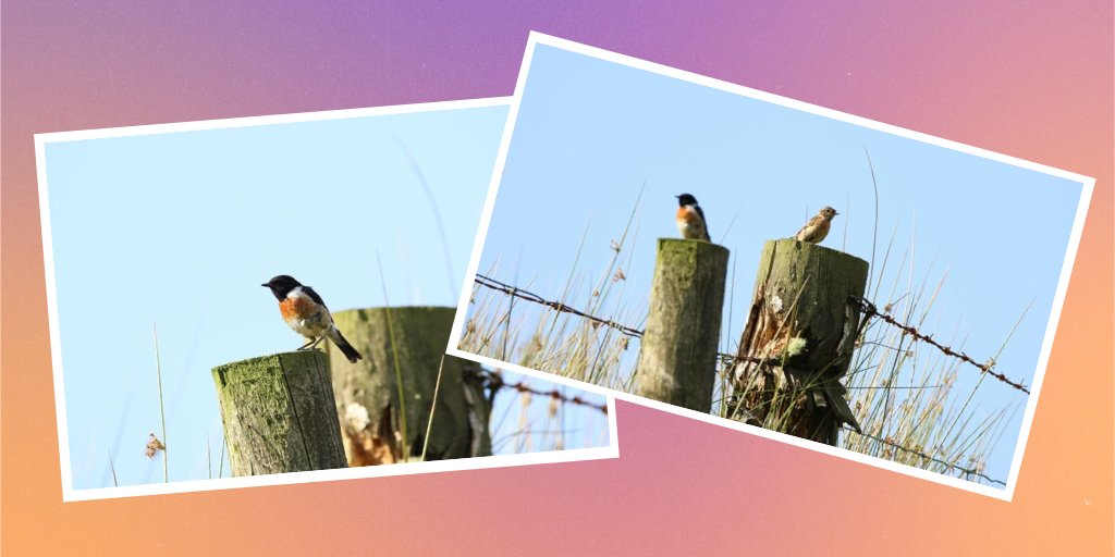theCANNproject's tweet photo. First in our series of Birds on Bogs, #CANNproject partner The Golden Eagle Trust #eagle_trust will be sharing some of their fave sightings. Stonechats are occasionally seen on our project sites giving their classic "2 pebbles knocking" call. So pretty. https://t.co/U9EaGxsFSQ
