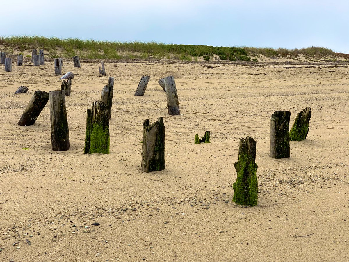 SashaEats's tweet photo. Long Point Beach 😎
#CapeCod #SashaInPtown #travel #CapeCodNPS #VisitMA #Ptown #TravelAgain https://t.co/f620GHL7St