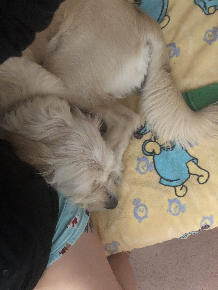 frankend00d's tweet photo. Benefits of #VelcroDogs; they keep you warm when they cuddle up next to you #dogsoftwitter #dogs https://t.co/g2vtbKU2CX