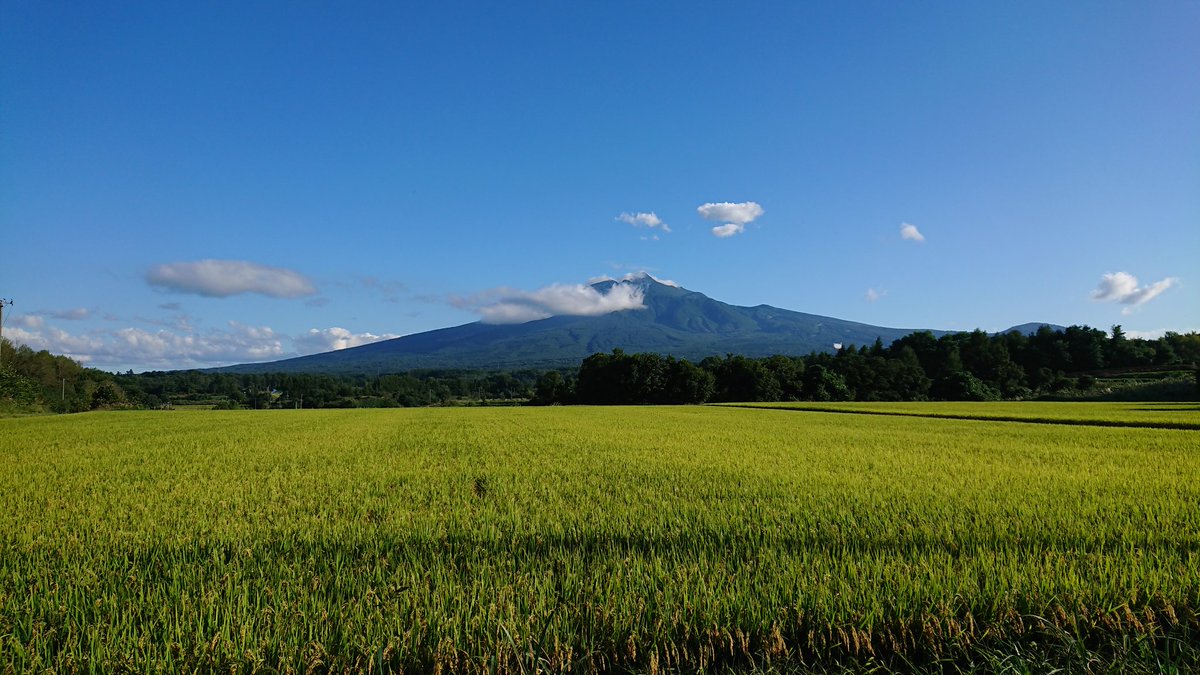 Nori 日曜日 ロックウッド ホテル スパに行ったら 新型コロナの影響で日帰り入浴は休止中だった そのため 木造の しゃこちゃん温泉に変更 その道すがら 実り豊かな田んぼに岩木山 海もいいけど 山とセットもいいね 岩木山 鰺ヶ沢 青森県