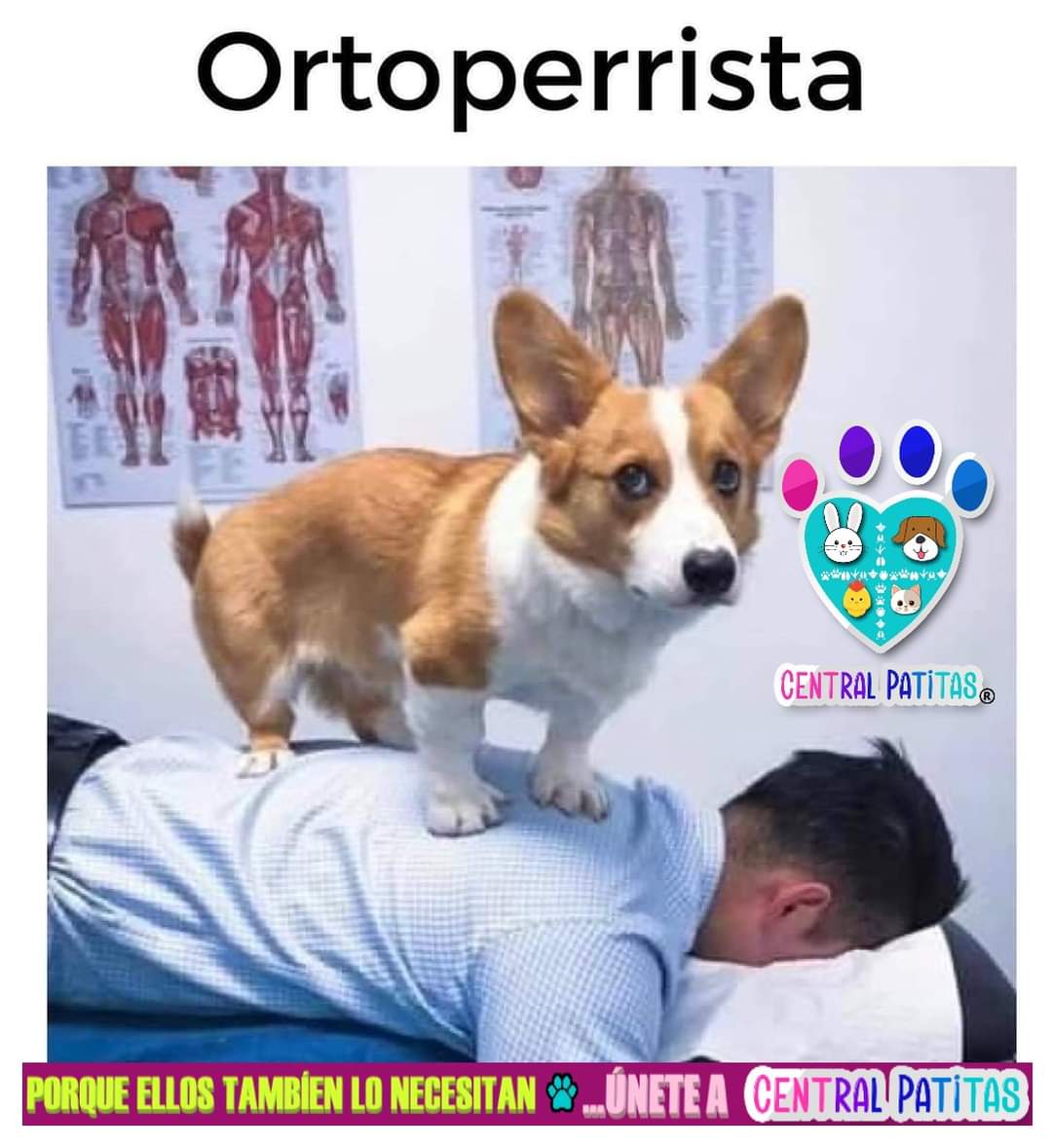 🥰Doctores guapetones
#CentralPatitas #AyudanosAAyudar
