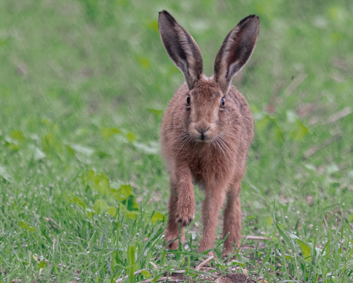 SW_PhotoNature's tweet photo. He’s a coming! A carefree youngster 🥰 #brownhare #hare #Norfolk #countryfile #BBCWildlifePOTD #klmagazine #BBCWildlifemagazine https://t.co/OLwX1bU8J7