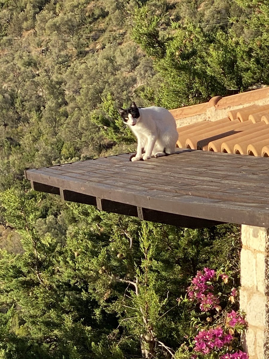missportiakitty's tweet photo. @bennyandchloe1 As ever Mummy is being unfaithful on holiday with a local holiday cat (as she calls them) - she’s called this one BatCat https://t.co/4qb084CsWT