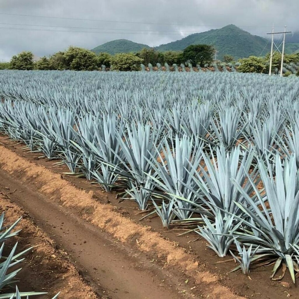 Azuñia Tequila tweet media