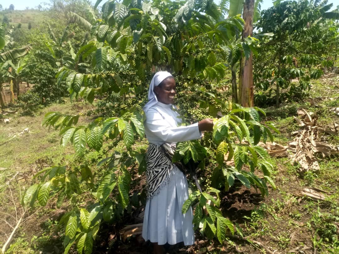 DeusdeditNuwaga's tweet photo. A big Congratulations to both the #IHMR(Gogonya)Sisters In Sunga, Masaka&amp; #Banyatereza Sisters In Fortal, Uganda for the successful accomplishment of the #SBVP Apprenticeship w/ @NUCAFE95 supported by @ACWECA &amp; @MillerSocent to sustain#Congregations &amp; reachout to poor communities https://t.co/8BVm7kjNyG