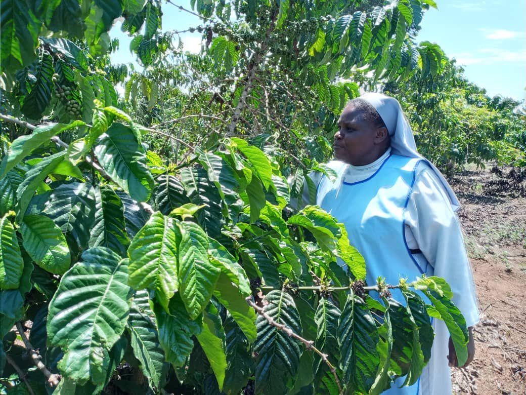 DeusdeditNuwaga's tweet photo. A big Congratulations to both the #IHMR(Gogonya)Sisters In Sunga, Masaka&amp; #Banyatereza Sisters In Fortal, Uganda for the successful accomplishment of the #SBVP Apprenticeship w/ @NUCAFE95 supported by @ACWECA &amp; @MillerSocent to sustain#Congregations &amp; reachout to poor communities https://t.co/8BVm7kjNyG