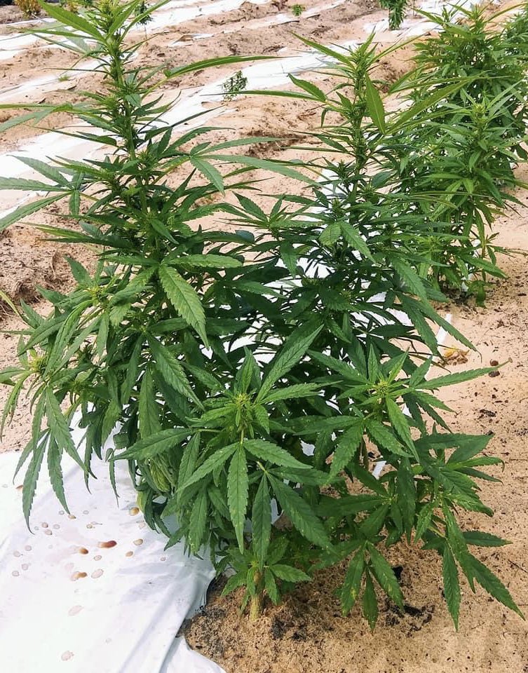Suite_Tea's tweet photo. #Hemp2020 #TestCrop https://t.co/8gDTWgHN6V