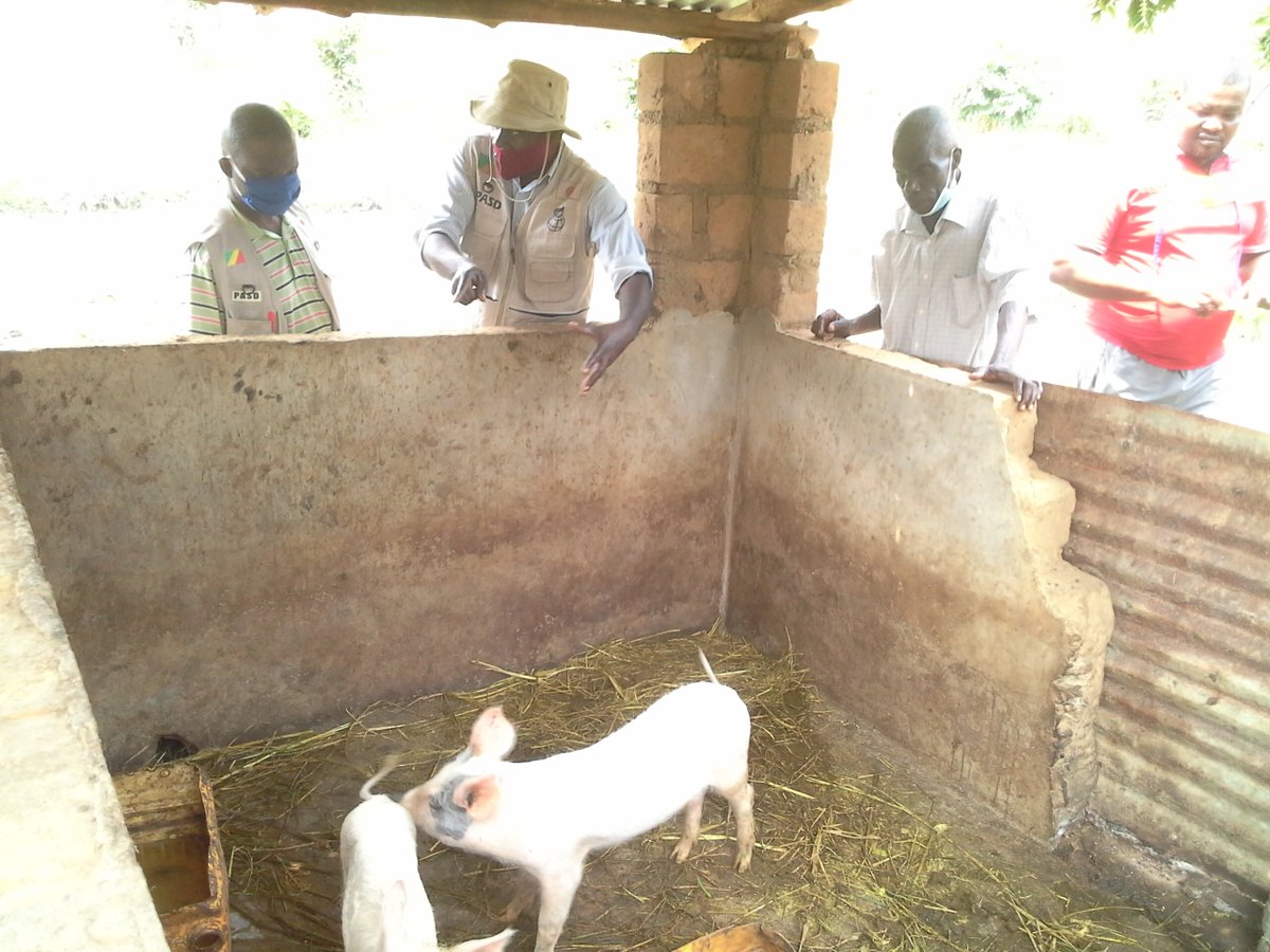 M6pemba's tweet photo. Intégrer la production porcine à la pisciculture. En avant pour le développement de la communauté de Linzolo https://t.co/4cKA18V2VR