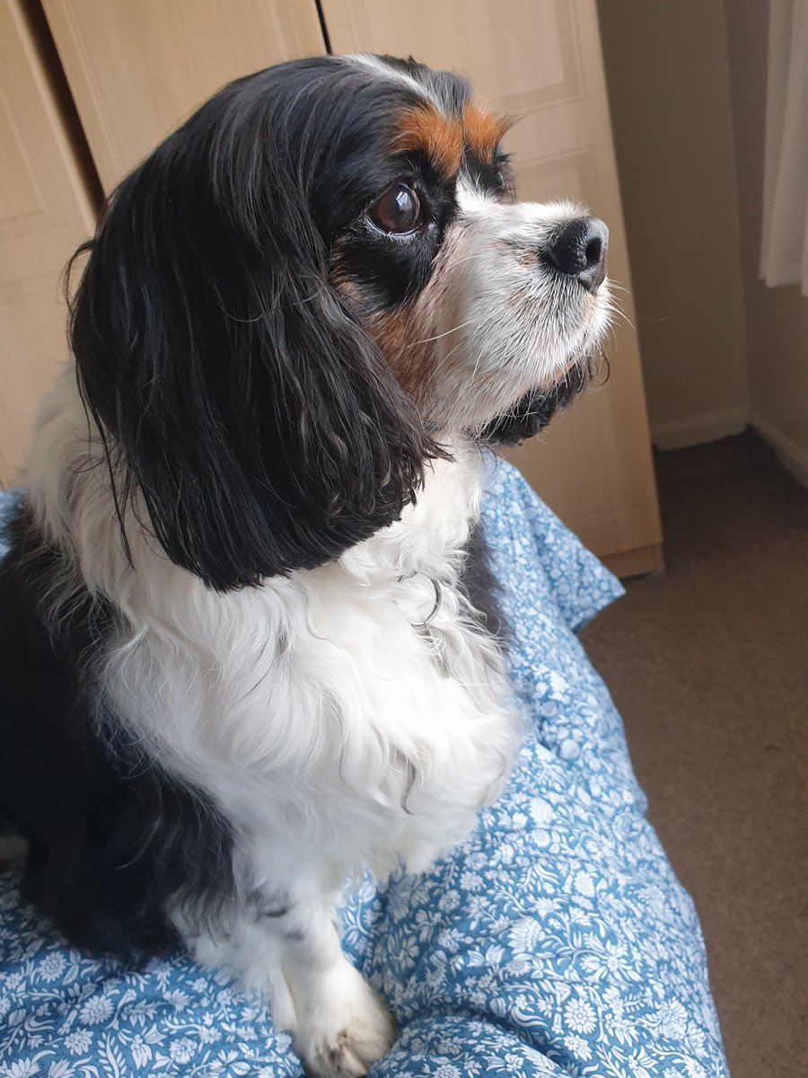 Here I am on guard dog duty - I take it VERY seriously!  I'll protect you Mum 🐶 #cavpack