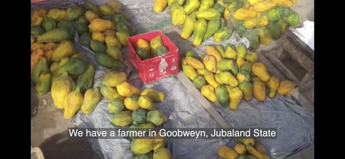 #Kismayo producers of fruits &amp; vegetables like mango, banana &amp; sesame are also attending <a href="/MacfrutFiera/">Macfrut</a> -  Finding market &amp; technology means Growth! 📊 Go Team <a href="/EDUMogadishu/">EDU Mogadishu</a> <a href="/jccikis/">Jubaland Chamber of Commerce & Industry JCCI</a> 
🎥 macfrutdigital.com/embed/embed.ph…