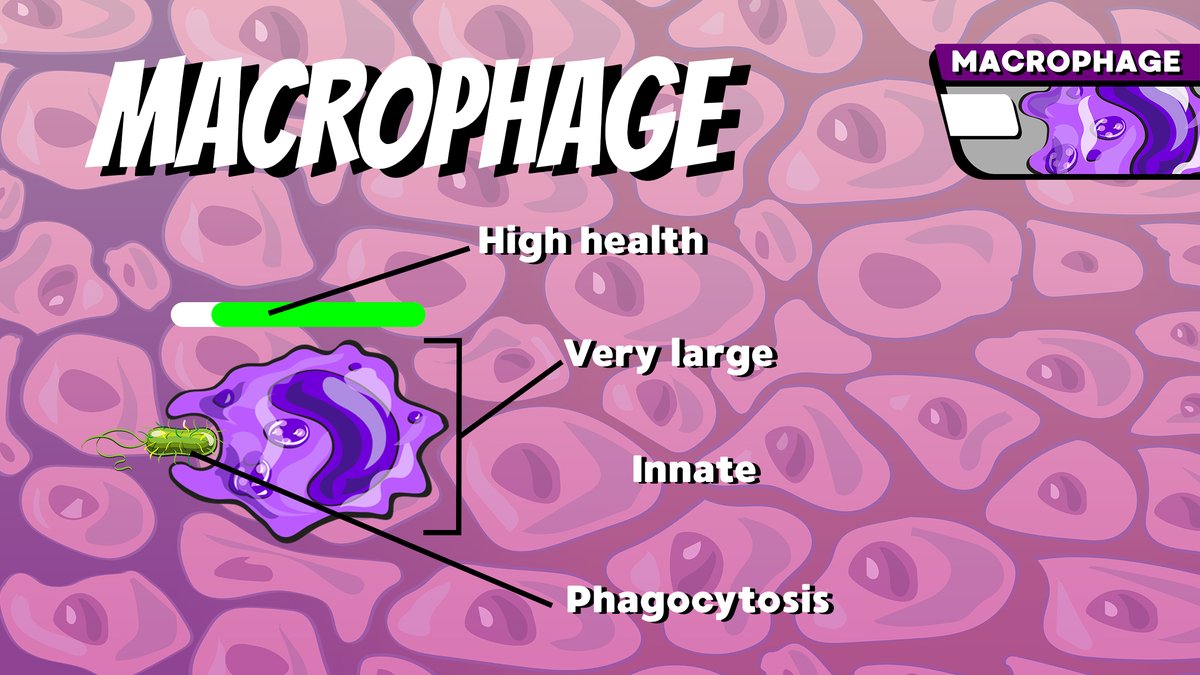 InfxnDefense's tweet photo. Fun Fact Friday:

The Macrophage is one of the largest white blood cells in your body. The Macrophage literally will eat pathogens that are infecting your body, like bacteria. Macrophages protect you everyday! https://t.co/szEQTyIvov