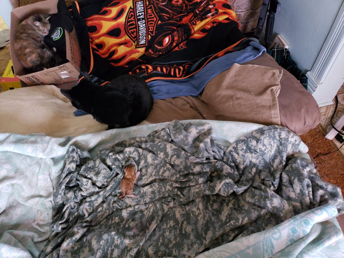 Max is supervising and she's in this box with #2. See the logo on the shirt in the bottom of the box? Got that shirt when I worked at Arctic Cat. Ironic that I work at Polaris now.