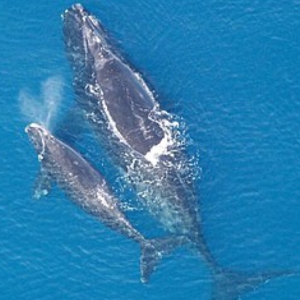 MarcelaMix1's tweet photo. Have fun with the #dancing whale.Have you ever seen a whale #dancingbear? #whaletail
https://t.co/TKHUgldg4e https://t.co/Z37TTFDSos