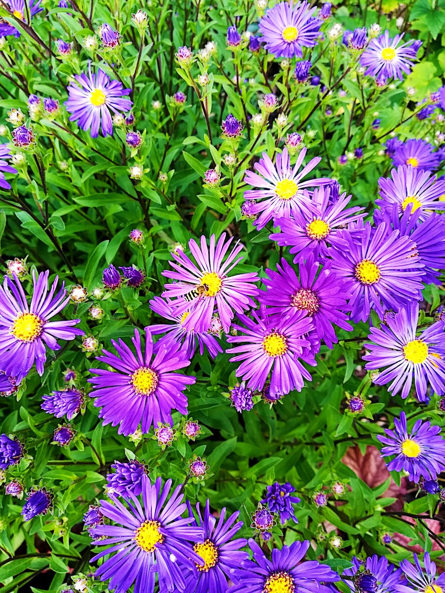 Buzzzzzz

#flowers #purple #bee #photography #naturephotography  #flowerphotography