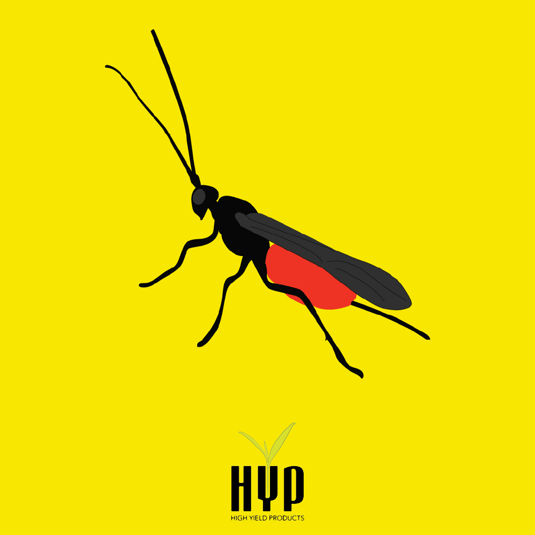 hyproducts's tweet photo. Braconid Wasps! Preys on Tobacco hornworm, tomato hornworm, caterpillars, aphids. Attracted by Fern-leaf Yarrow, Common Yarrow, Dill, Lemon Balm, Parsley Fact: Braconid wasps kills hornworms by laying eggs inside the caterpillar.

Learn more: https://t.co/5cMpZ5ilxY https://t.co/9o6Xso8mRo