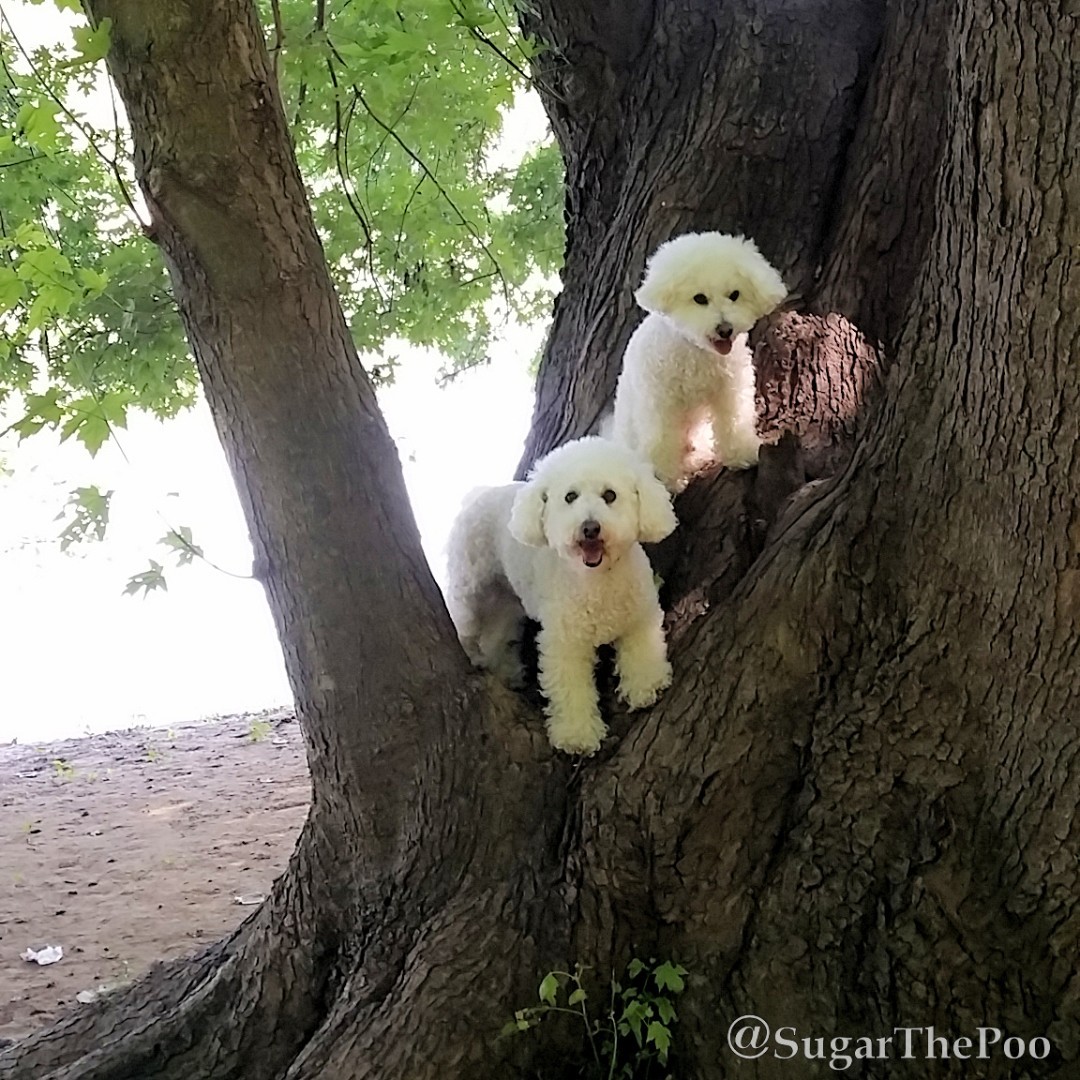 sugarthepoo's tweet photo. 🌳 A big tree is such a magical shady playground!🌳
#SugarThePoo #ilovespreadingsmiles #DogsInTrees #PotomacRiver #CandOCanal #WashingtonDC https://t.co/zMbObfsa6v