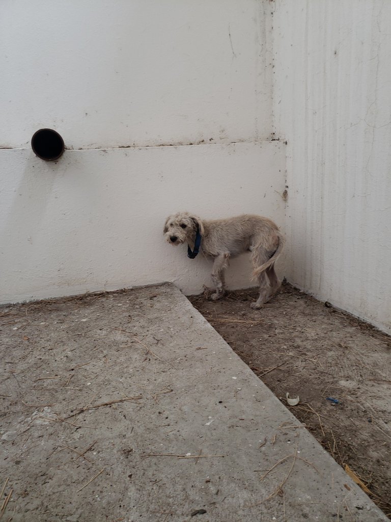Pet2Home's tweet photo. Perro se encontró en la Espol https://t.co/G2PjISGWJP