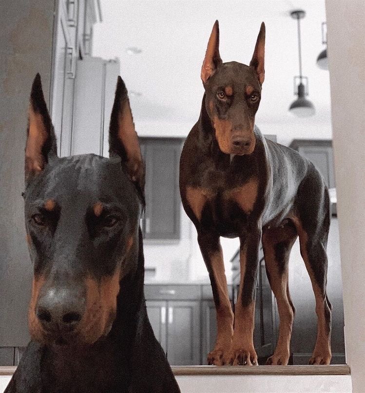 hauteblood's tweet photo. when i say i want babies this is what i mean https://t.co/nB08NfB4Wd