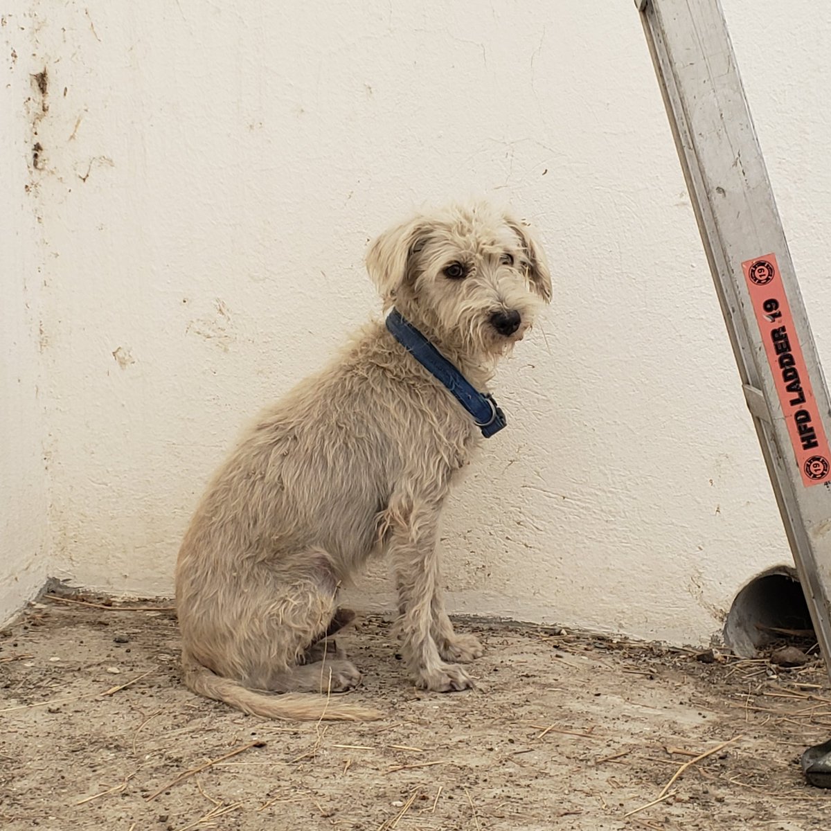 Pet2Home's tweet photo. https://t.co/M56HOWFCro