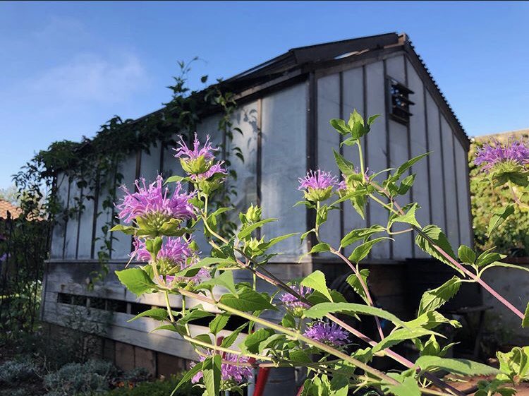 Pollinators are always welcome here, especially bees. And what better way to attract them than with bee balm like these purple blooming ones growing in the Kitchen Vegetable Garden.