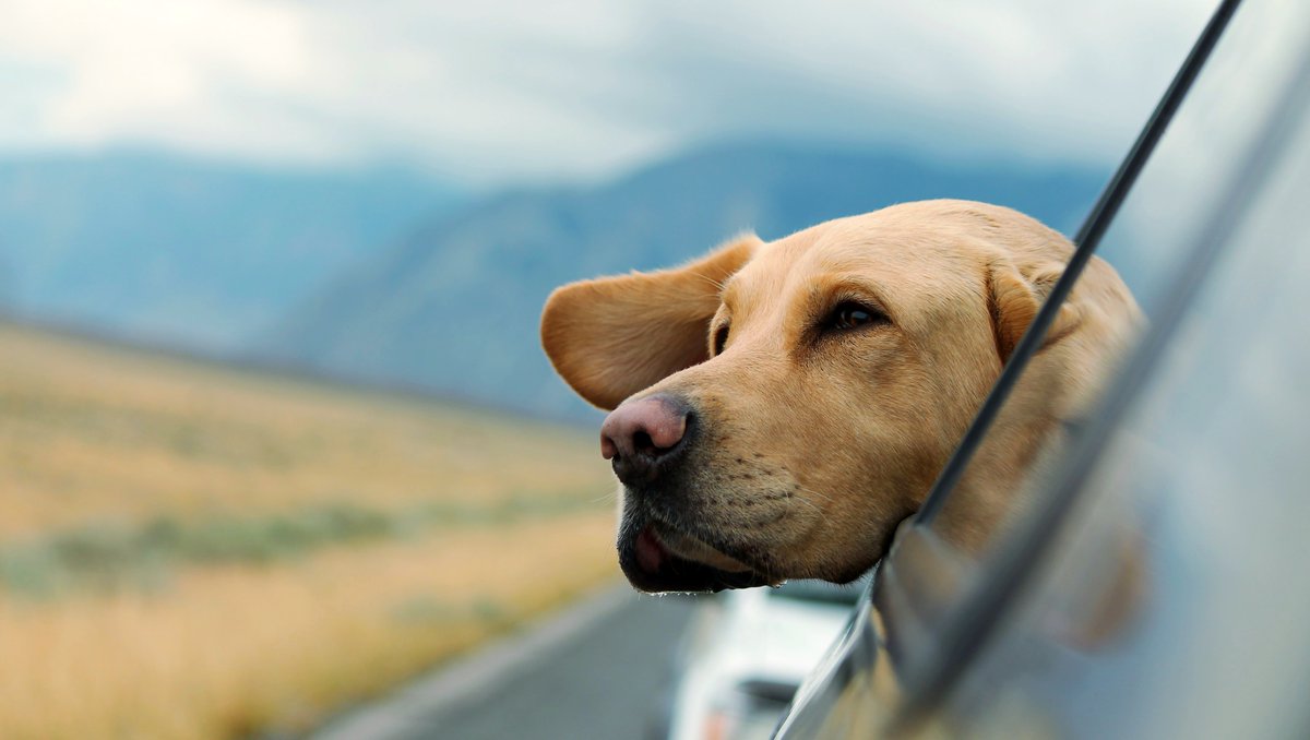 Road-trips seem to be the way to go these days when it comes to traveling safely! 🚙 Do you have any fun trips planned before summer ends?